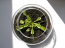 Venus Flytrap